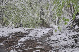 RFO 5 Maggio 2019 - 4x4 Pavia  - Club Fuoristrada